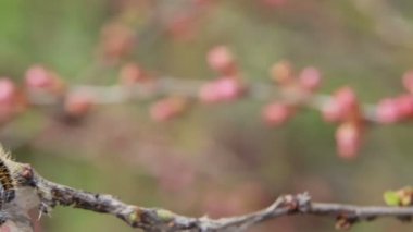 Caterpillar branchcaterpillar Aporia Crataegi badem dalları üzerinde sarılı