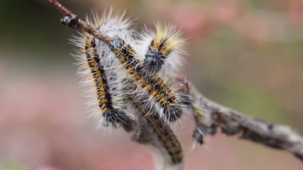Caterpillar lindade branchcaterpillar Aporia Crataegi på mandel grenar — Stockvideo