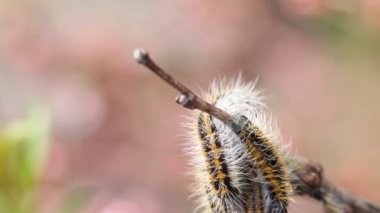 Caterpillar branchcaterpillar Aporia Crataegi badem dalları üzerinde sarılı