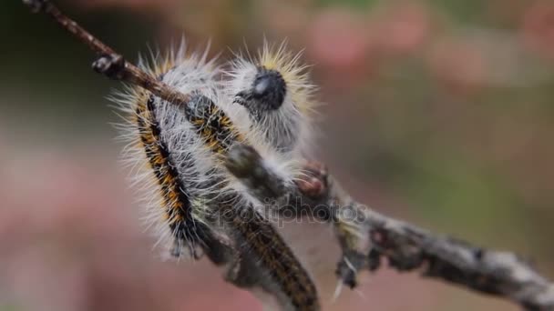Caterpillar branchcaterpillar Aporia Crataegi badem dalları üzerinde sarılı — Stok video