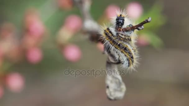 Oruga envuelta branchcaterpillar Aporia Crataegi en ramas de almendras — Vídeos de Stock