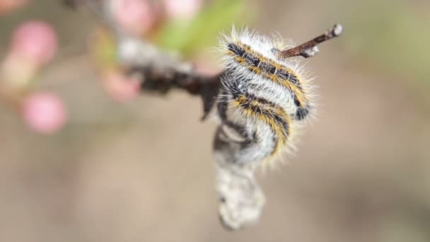 Caterpillar branchcaterpillar Aporia Crataegi badem dalları üzerinde sarılı — Stok video