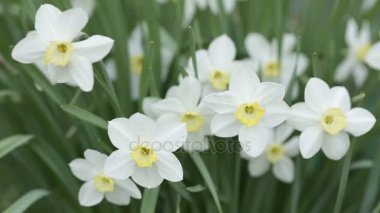 Beyaz nergis. Bahçede gün ışığına ile gelişen çiçek bahar.