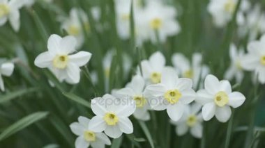 Beyaz nergis. Bahçede gün ışığına ile gelişen çiçek bahar.