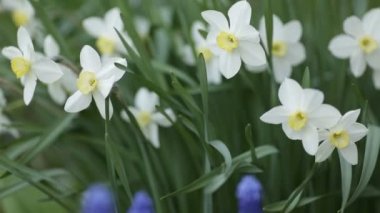 Beyaz nergis. Bahçede gün ışığına ile gelişen çiçek bahar.