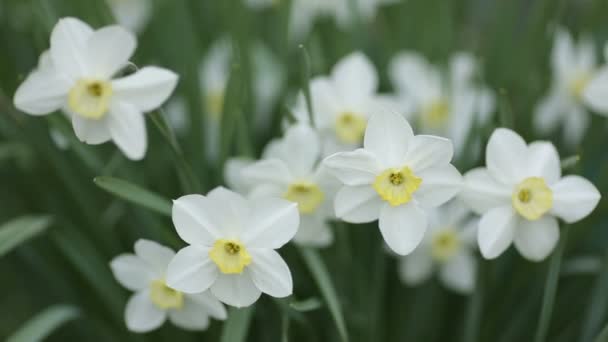 Witte narcissen. Voorjaar bloeiende bloemen met ochtend licht in de tuin. — Stockvideo