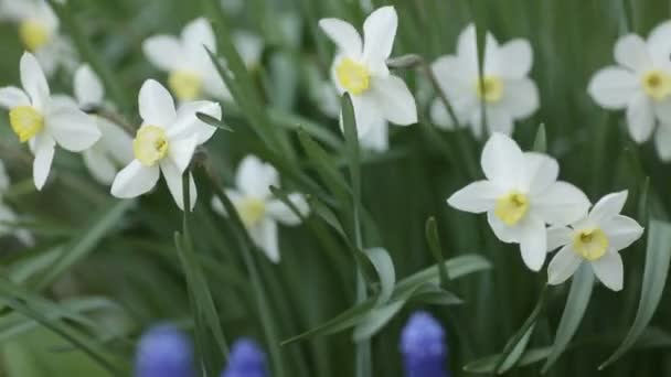 Des jonquilles blanches. Fleurs florissantes de printemps avec lumière du matin dans le jardin . — Video