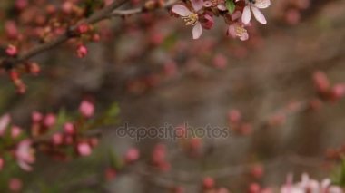 Bahar çiçeği arka plan. Güzel doğa sahne çiçek açan ağaç
