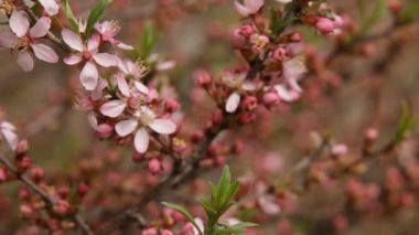 Bahar çiçeği arka plan. Güzel doğa sahne çiçek açan ağaç