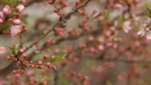 Fondo de flores de primavera. Hermosa escena de la naturaleza con el árbol en flor — Vídeos de Stock