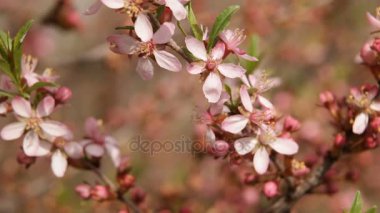 Bahar çiçeği arka plan. Güzel doğa sahne çiçek açan ağaç