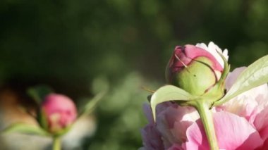 Karıncalar pion, yaprak biti besleme