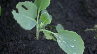 Lahana sulama. Sulama yağmurlama tarafından bahçede lahana