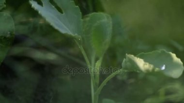 Bahçede çim üzerinde çim sulama sistemi. Serpin spreyler su arka plan ağaç bahçe yeşil çimenlerin üzerinde ne zaman güneş parlıyor