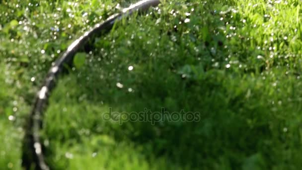 Sistema di irrigazione prato sul giardino in erba. Spruzza acqua sull'erba verde del giardino su uno sfondo di alberi quando splende il sole — Video Stock