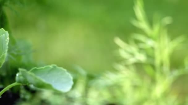 Sistema di irrigazione prato sul giardino in erba. Spruzza acqua sull'erba verde del giardino su uno sfondo di alberi quando splende il sole — Video Stock