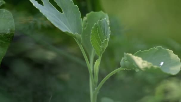 Поливаю капусту. Орошение капусты в саду с помощью спринклера — стоковое видео