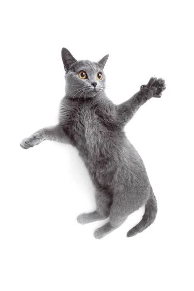Gato gris jugando y salta sobre fondo blanco —  Fotos de Stock