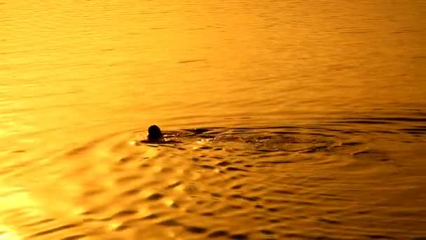 Homem nadando ao pôr do sol fundo — Vídeo de Stock