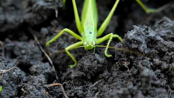Grande sauterelle verte pond ses œufs dans le sol — Video