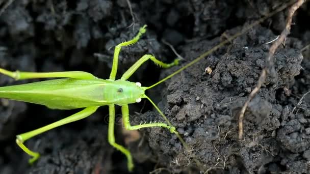 Grande gafanhoto verde coloca seus ovos no solo — Vídeo de Stock