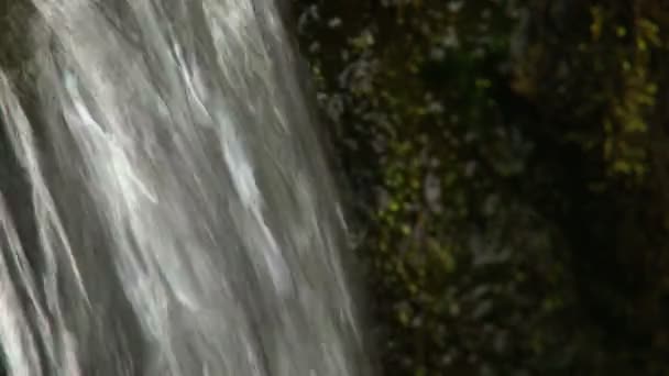 小さな滝や自然の緑の植物のクローズ アップ。オーディオ トラックとメディア — ストック動画
