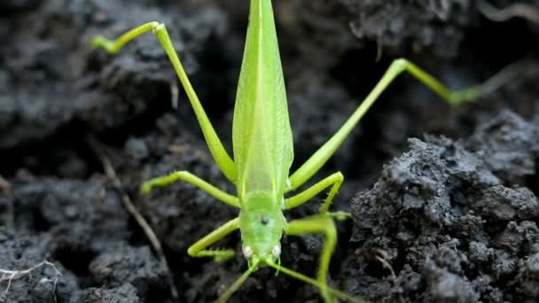 Gran saltamontes verde pone sus huevos en el suelo — Vídeo de stock