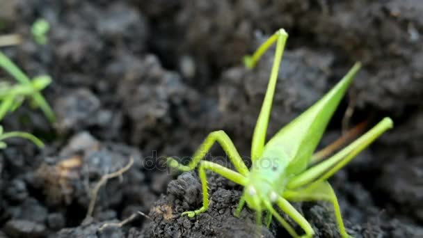 Grande cavalletta verde depone le uova nel terreno — Video Stock