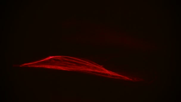 Rouge stries lumière abstraite animation arrière-plan. Boucle sans couture — Video