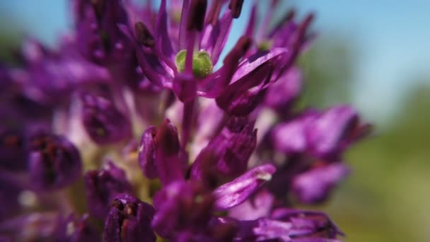 Allium lila Blüten aus nächster Nähe im Garten — Stockvideo