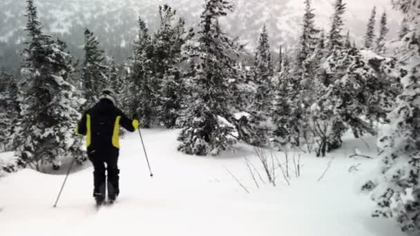 In beweging achteraanzicht, actieve skiër skiën naar beneden in verbazingwekkende skipiste door dennenbos. Genieten van het uitzicht op zonnige dag in de bergen resort — Stockvideo