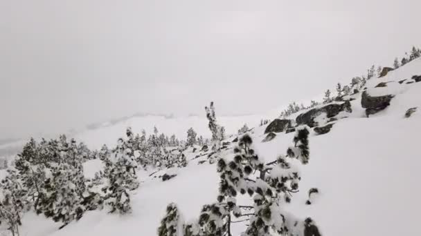 針葉樹の落葉樹の雪に覆われた雪の山は霧の空に対して。スキー場の冬の曇りの天気で — ストック動画