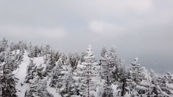 Snowy mountains with coniferous deciduous trees covered with snow against the cloudy sky. In winter cloudy weather at the ski resort — Stock Video