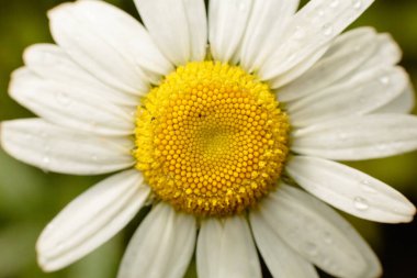 Doğada yeşil otlar ve papatyalar