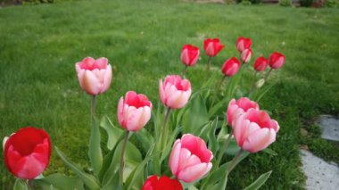 Bahar bahçesinde güzel kırmızı laleler çiçek açar. Dekoratif lale çiçeği baharda açar.