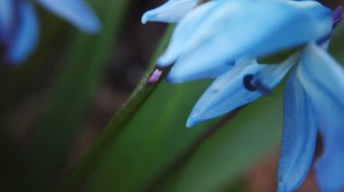 Bahçede Mavi Scilla çiçekleri. İlk bahar çiçekleri güneşli bir günde rüzgarda sallanıyor