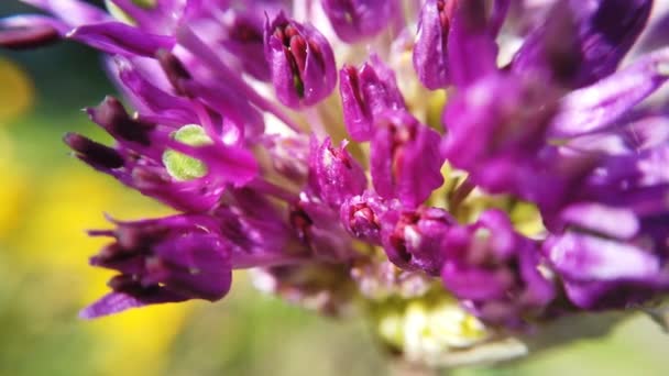 Allium flores púrpuras cerca en el jardín. Flor púrpura — Vídeo de stock