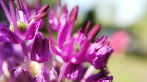 Allium flores púrpuras cerca en el jardín. Flor púrpura — Vídeo de stock