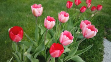 Bahar bahçesinde güzel kırmızı laleler çiçek açar. Dekoratif lale çiçeği baharda açar.