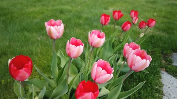 Schöne bunte rote Tulpenblüten blühen im Frühlingsgarten. Dekorative Tulpenblüte im Frühling — Stockvideo