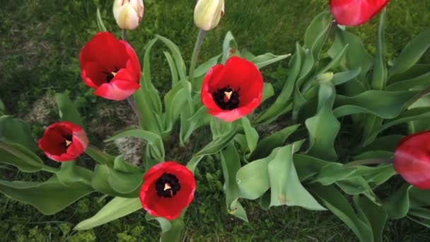 Prachtige kleurrijke rode tulpen bloeien in de lentetuin. Decoratieve tulp bloem bloesem in de lente — Stockvideo