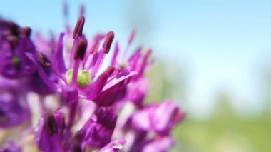 Allium mor çiçekler bahçede yakın