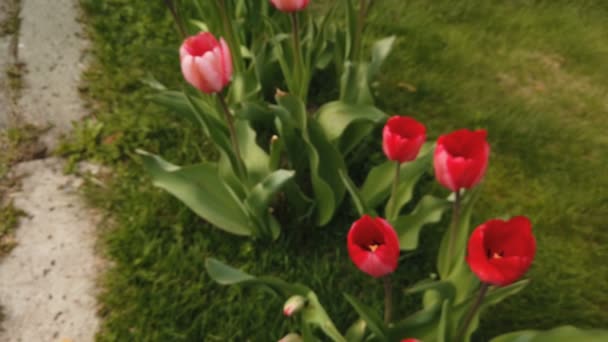 Lindas flores coloridas de tulipas vermelhas florescem no jardim da primavera. Flor de flor de tulipa decorativa na primavera — Vídeo de Stock