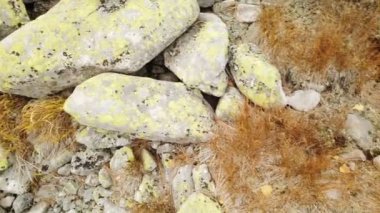 Büyük dağ kayaları, liken ile kaplı. Bir sürü yeşil liken olan bir kaya yüzeyine yakın çekim. Psilolechia lucida