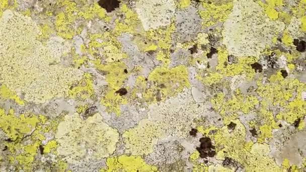 Grandi pietre di montagna, ricoperte di licheni. Primo piano di una superficie rocciosa con un sacco di licheni verdi. Psilolechia lucida — Video Stock