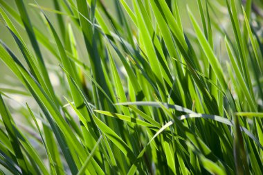 Arkadan gelen parlak güneş ışığının arka planında yeşil çimenler