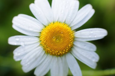 Doğada yeşil otlar ve papatya çiçekleri ve yaprakların üzerine çiy damlaları. Yumuşak resim arkaplanı