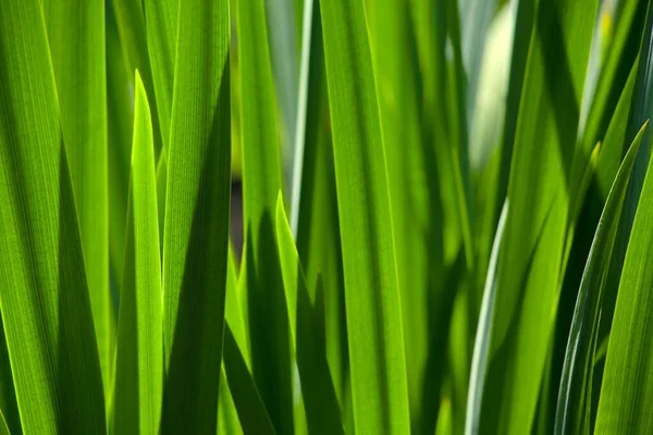 Grünes Gras im Hintergrund des hellen Sonnenlichts von hinten — Stockfoto