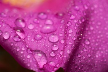 çiçek yaban gülü