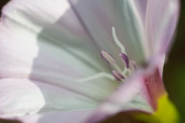 güzel beyaz çiçekler